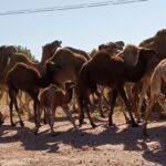 جحافل الجمال 5