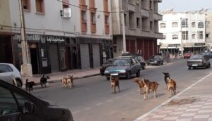 الكلاب الضالة