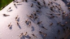 أكادير: هل هي بداية اجتياح الناموس لأحياء المدينة