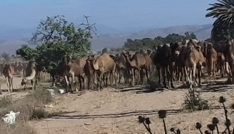 جحافل من الابل 2