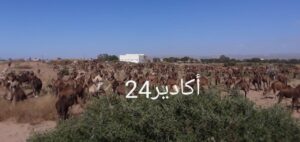 جحافل من الابل 3