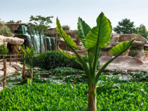 Crocoparc Jardin aquatique