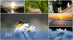 أكادير .. بسبب كورونا الطبيعة تسترد عافيتها. (روبورتاج).