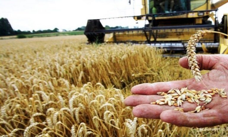 محصول الحبوب يسجل إنتاجا جيداً خلال الموسم الفلاحي الحالي.