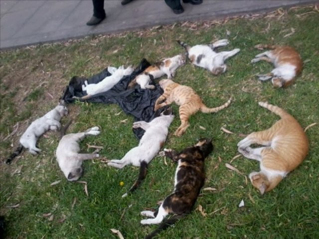 شخص مجهول يتسبب في مجزرة حقيقية بآيت ملول