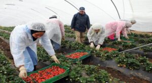 إسبانيا تشرع في تنقيل العاملات المغربيات بحقول الفرولة، ونقابة المزارعين تشن حملة شرسة ضد المغرب. 3 العاملات المغربيات بحقول الفرولة