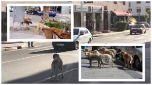 أكادير: الكلاب الضالة تغزو وسط المدينة، في ظل تجاهل السلطات للموضوع. 7 أكادير