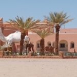 منظمة الصحة تحذر وتقدم مجموعة من التعليمات للمطعمين ضد كورونا.