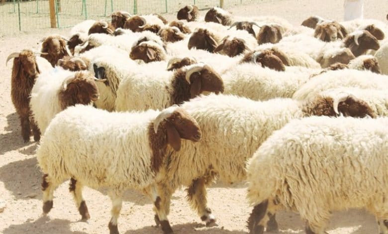 أسعار الأضاحي