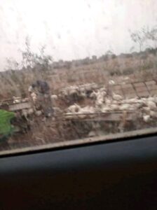 أكادير : إنقلاب سيارة بيكوب محملة بالدجاج بشكل هوليودي يستنفر المصالح الأمنية