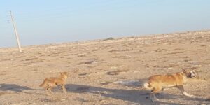 أكادير : الكلاب الضالة تتسبب في فاجعة بشاطئ أنزا . 7 الكلاب الضالة