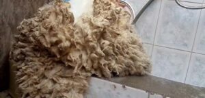 بهذه الطريقة العشوائية يضيع المغرب 75 مليار في يوم عيد الأضحى. 7 بهذه الطريقة العشوائية يضيع المغرب 75 مليار في يوم عيد الأضحى.