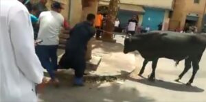 ثور بتزنيت