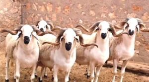 عيد الأضحى