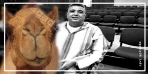 بلفقيه ناقة