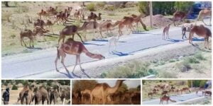 مافيا الرعي