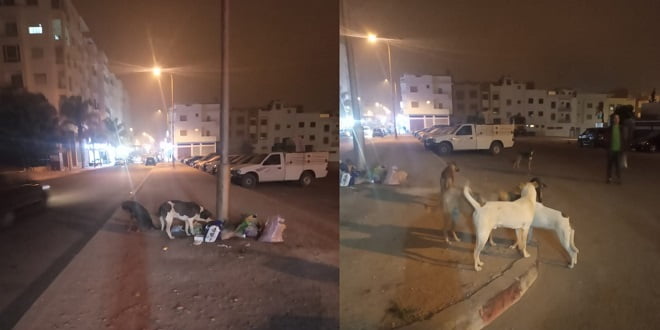 الكلاب الضالة