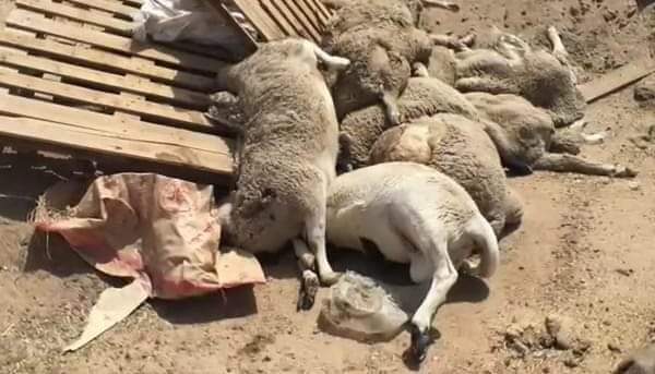 غموض يلف نفوق عشرات من رؤوس الماشية ضواحي أكادير