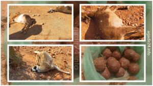 نفوق عشرات رؤوس ماشية الرعاة الرحل بتزنيت..، هل هو قدر مكتوب، أم انتقام مدبر؟ 3 page 7