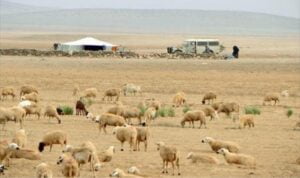 سوس ماسة : الرعاة يواصلون اعتداءاتهم على الساكنة، و يرسلون ضحية جديدة إلى المستعجلات. (+صورة) 3 الرعاة