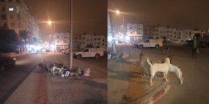 الكلاب الضالة تملأ شوارع أكادير . (صورة) 6 الكلاب الضالة