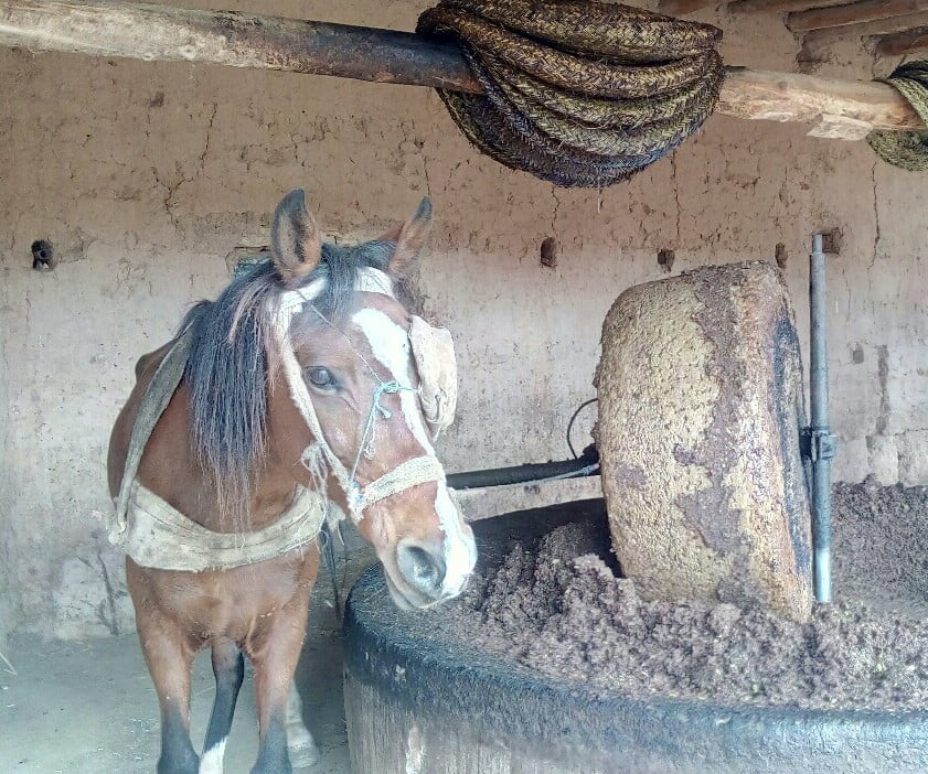 زيت الزيتون محرمة على فقراء سوس ماسة لهذا السبب +”صور”