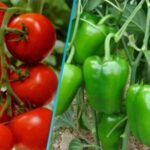 شركة الطيران الإسبانية “بينتر”، تعلن إطلاق خط جديد اعتبارا من يوليوز المقبل.