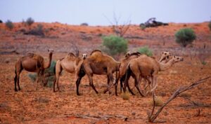 سوس ماسة.. مقبرة تتحول إلى ساحة حرب