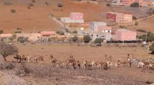 الرحال