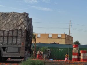 انقلاب شاحنة محملة بالليمون 1
