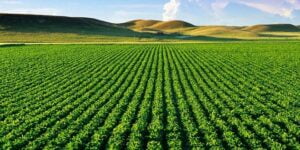 maroc agricole
