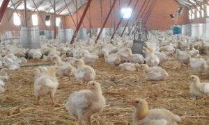 مهنيو قطاع الدواجن يطالبون بدعم حكومي