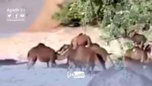 الرحال