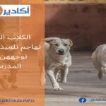 بعد تسجيل إصابات بإسبانيا وفرنسا..المغرب يشدد المراقبة على الحدود لمنع تسلل جدري القرود