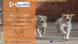 الكلاب الضالة تهاجم تلميذات أثناء توجههن إلى المدرسة 4 الكلاب الضالة2005