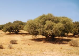 زيت الأركان
