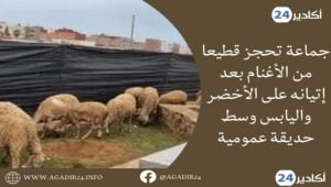 قطيع أغنام2505