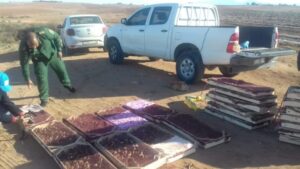 عناصر الأمن تتصدى لمحاولة تهريب أزيد من 2000 طائر “حسون” إلى الجزائر 1 الحسون3