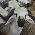 عناصر الأمن تدخل على خط تعريض شخص “مخمور” للسرقة