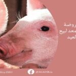 الفنانة المغربية لطيفة رأفت تكشف بأكادير عن أغنيتها الجديدة “من امتى”.