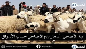 اسعار الاضاحي0807