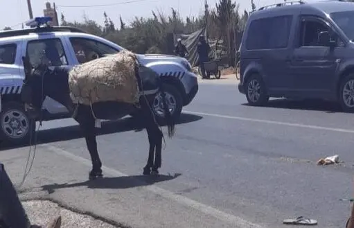 إنزكان / بالصور: حادثة سير هوليودية بأولاددحو بطلها حمار تخلف جرحى