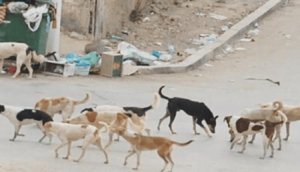 انتشار الكلاب الضالة بأحد أقاليم سوس ماسة يهدد حياة المواطنين، وسط مطالب بتدخل الجهات الوصية 12 الكلاب الضالة
