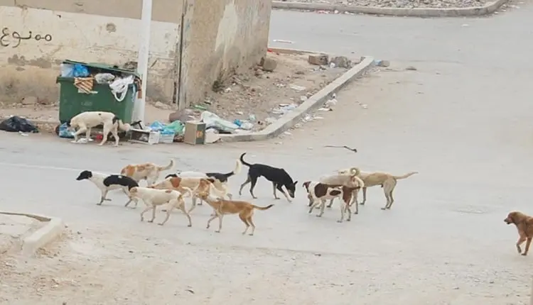 ظاهرة الكلاب الضالة