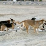 الساحة الفنية المصرية تودع الفنان الكبير هشام سليم إلى الأبد.