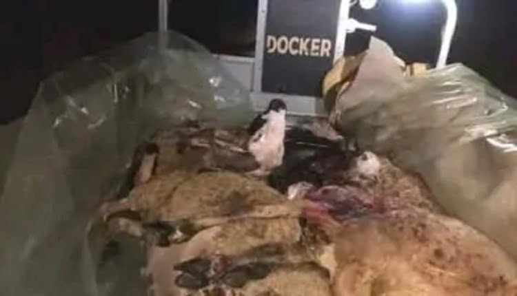 توقيف "تريبورتور" يفجر فضيحة غير مسبوقة +"صور"