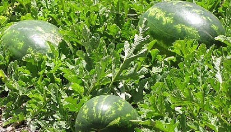 زراعة الدلاح