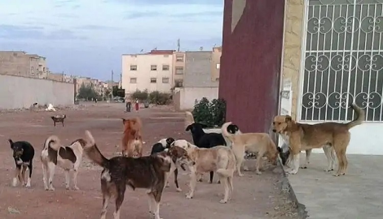 الكلاب الضالة