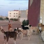 مستجدات قضية تعذيب طفلة قاصر ولجت مستشفى الحسن الثاني بأكادير للعلاج