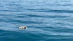 انتشال جثة يشتبه في كونها لأحد ضحايا فاجعة “ميراللفت”